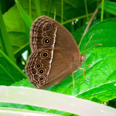 Mycalesis Perseus
