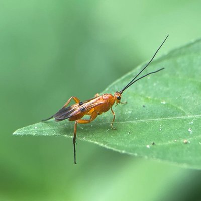Aleiodes