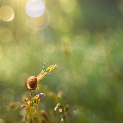 The Light