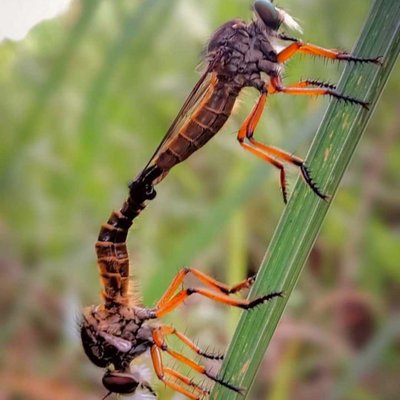 mating robberfly 🐝