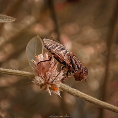 Eristalinus