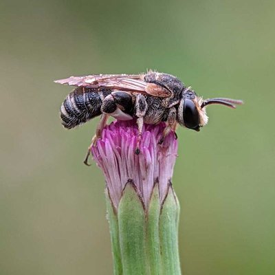 Lebah
