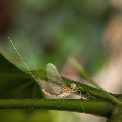 Name this insect 