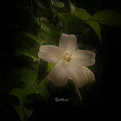 Kemuning flower 