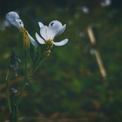 The Lady’s smock