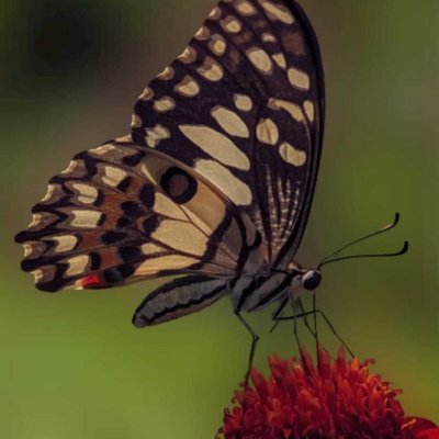 Citrus swallowtail