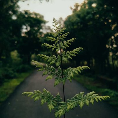 🌿
