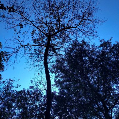 nature