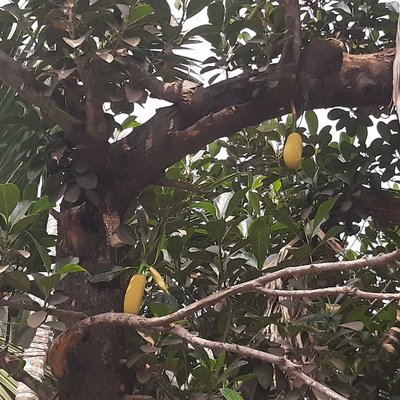 Baby jackfruits