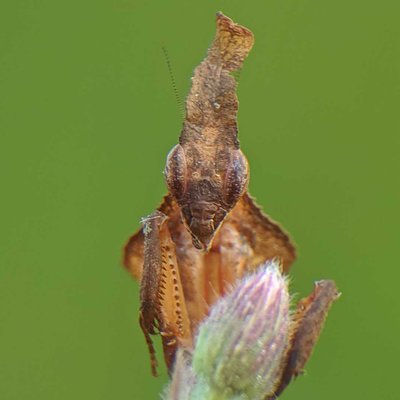 kepala ghost mantis