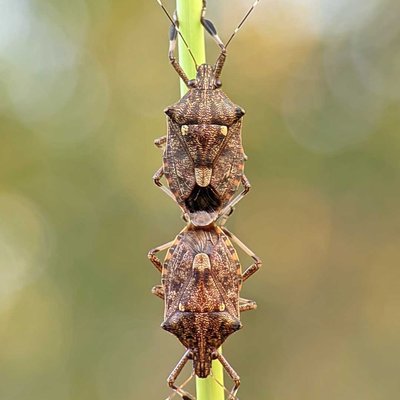 Spined Soldier bug🐝