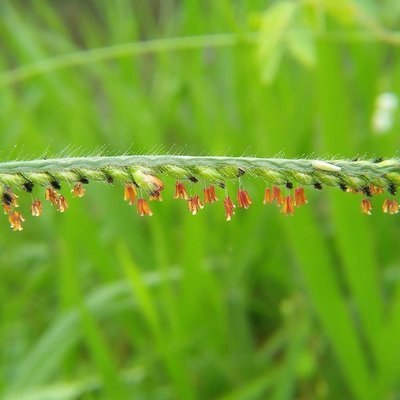 RUMPUT GRINTING (Cynodon Dactylon)

