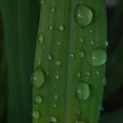 water drop