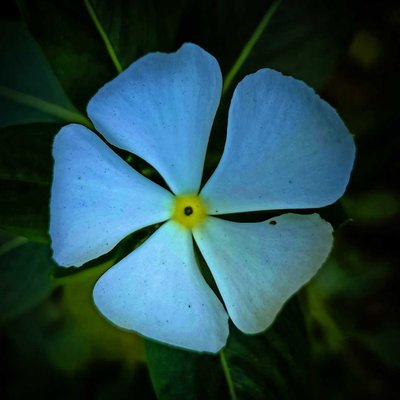 flower photography 