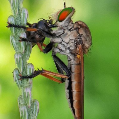 Asilidae