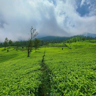 Kebun Teh Gunung Cilik