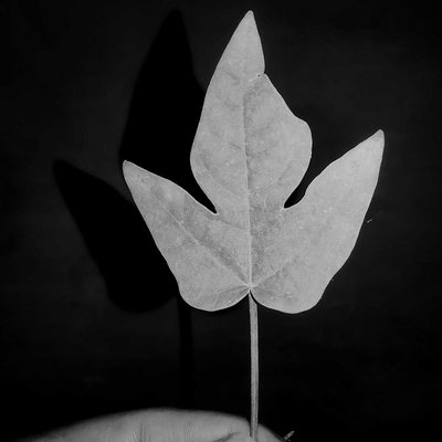 Leaf!
