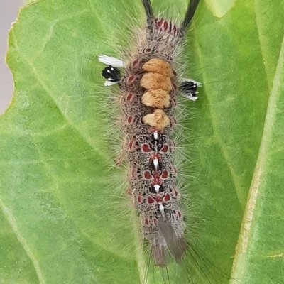 Rusty Tussock Moth (Orgyia antiqua)

