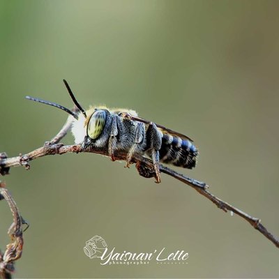 macro
