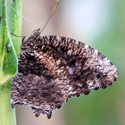 aElymnias huperbesra
