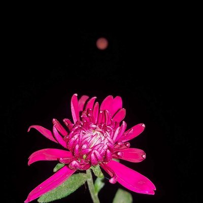Night's Beauty 