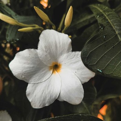 Flower Photography 