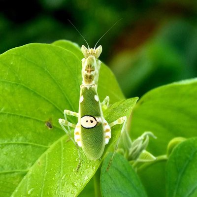 Creobroter Gemmatus