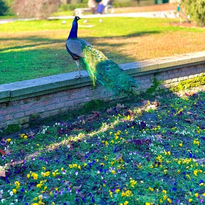 Peacock 🦚
