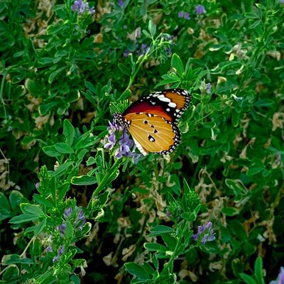 Butterfly 🦋