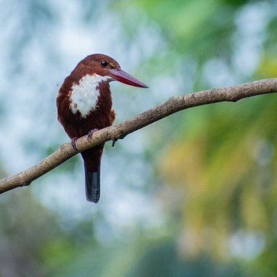 King 'Fisher'