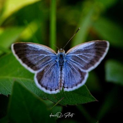 Beautiful Blue