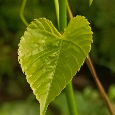 Daun Cissus