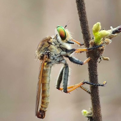 Asilidae 🐝