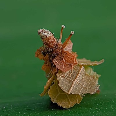 PAGODIELLA HEKMEYERI (Ulat kantong pagoda)