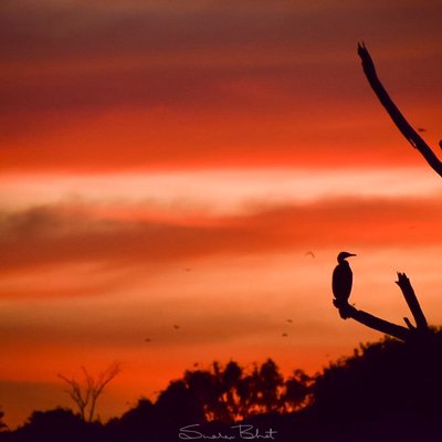 sun sets, so do the birds..