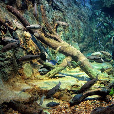 Acuario / Aquarium 🐠🐡🐟