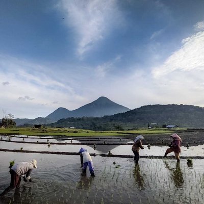 planting rice
