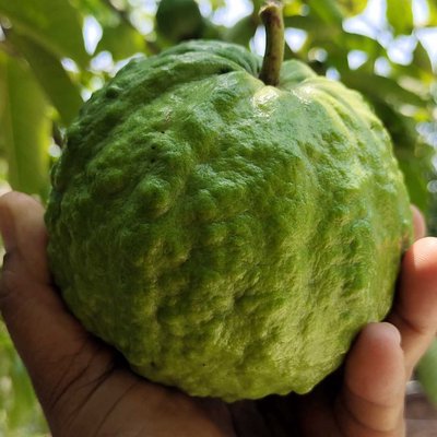 পেয়ারা