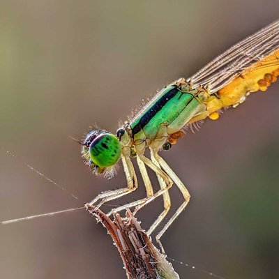 damselfly 