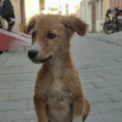 found a puppy on road