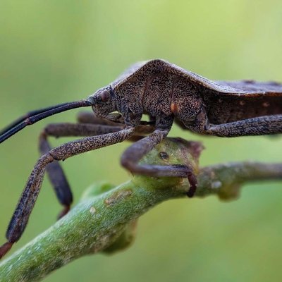 Anasa Tristis
