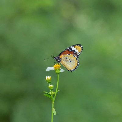 Kupu-kupu Nymphalidae