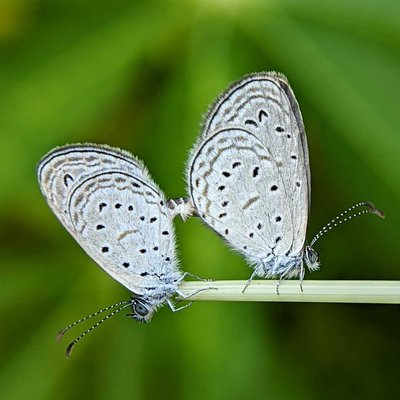 Tiny grass blue 💙