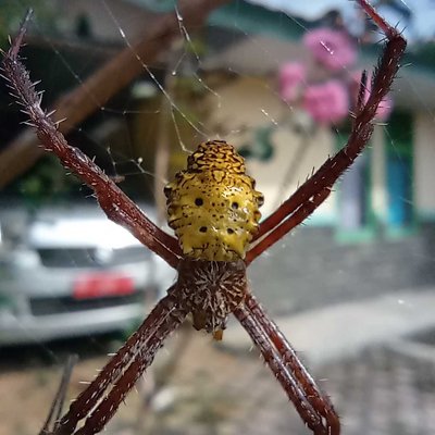 spider🕷