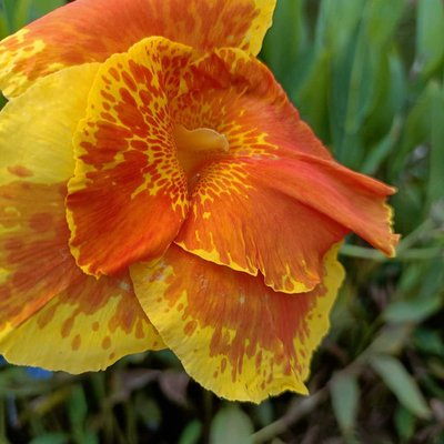 flower photography 🌺