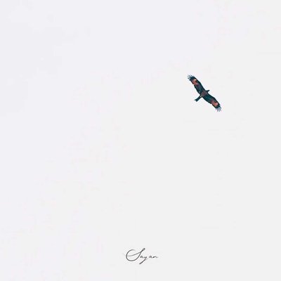 Fly High 