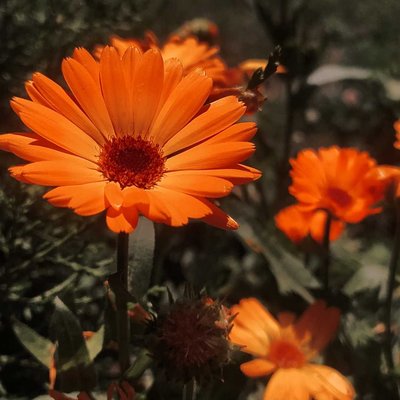 Flower 🌷