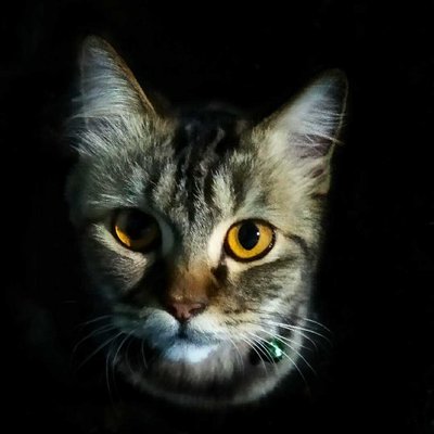Bee kucing yg jarang mengeong