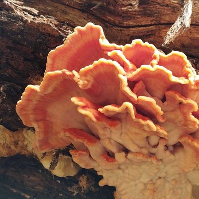 #Chicken of the Woods #fungus 