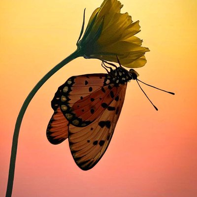 buterfly in siluet